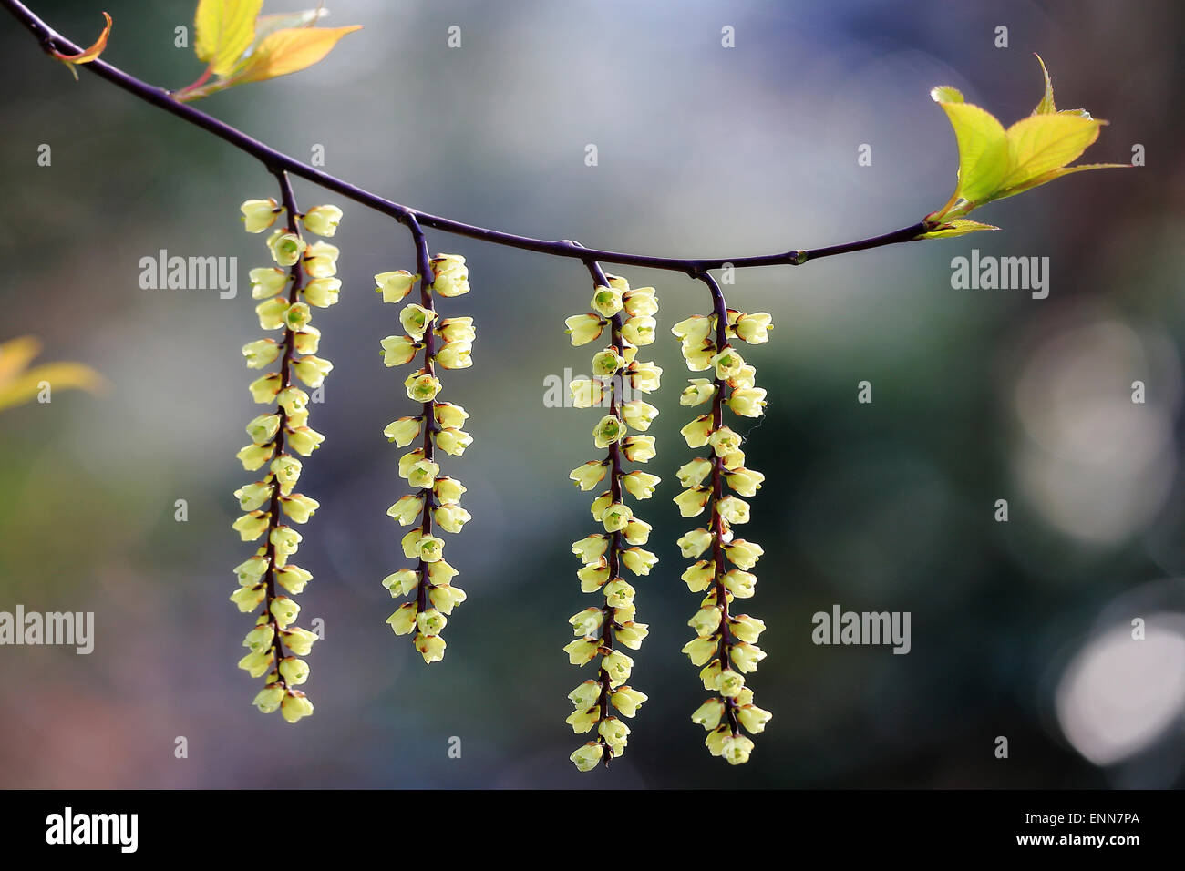 Stachyrus Chinensis im Frühjahr Stockfoto