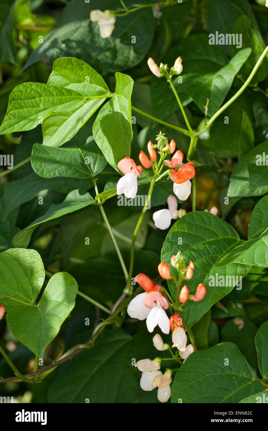 Scarlet Runner Bean, mehrblütig Bohne, Bohnen, Feuerbohne, Käferbohne, Feuer-Bohne, Bohne, Bohnen, Phaseolus Coccineus Stockfoto