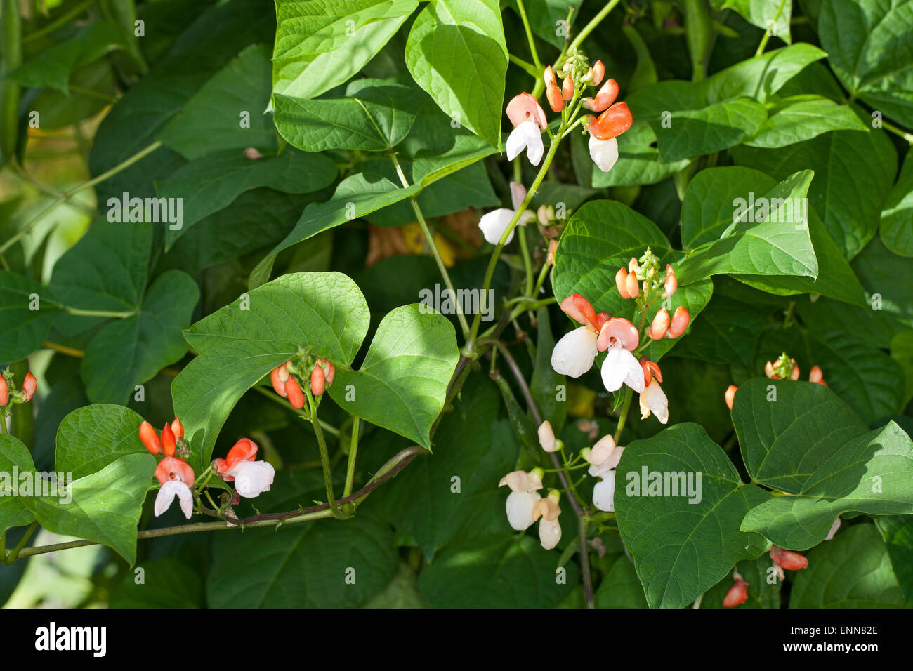 Scarlet Runner Bean, mehrblütig Bohne, Bohnen, Feuerbohne, Käferbohne, Feuer-Bohne, Bohne, Bohnen, Phaseolus Coccineus Stockfoto