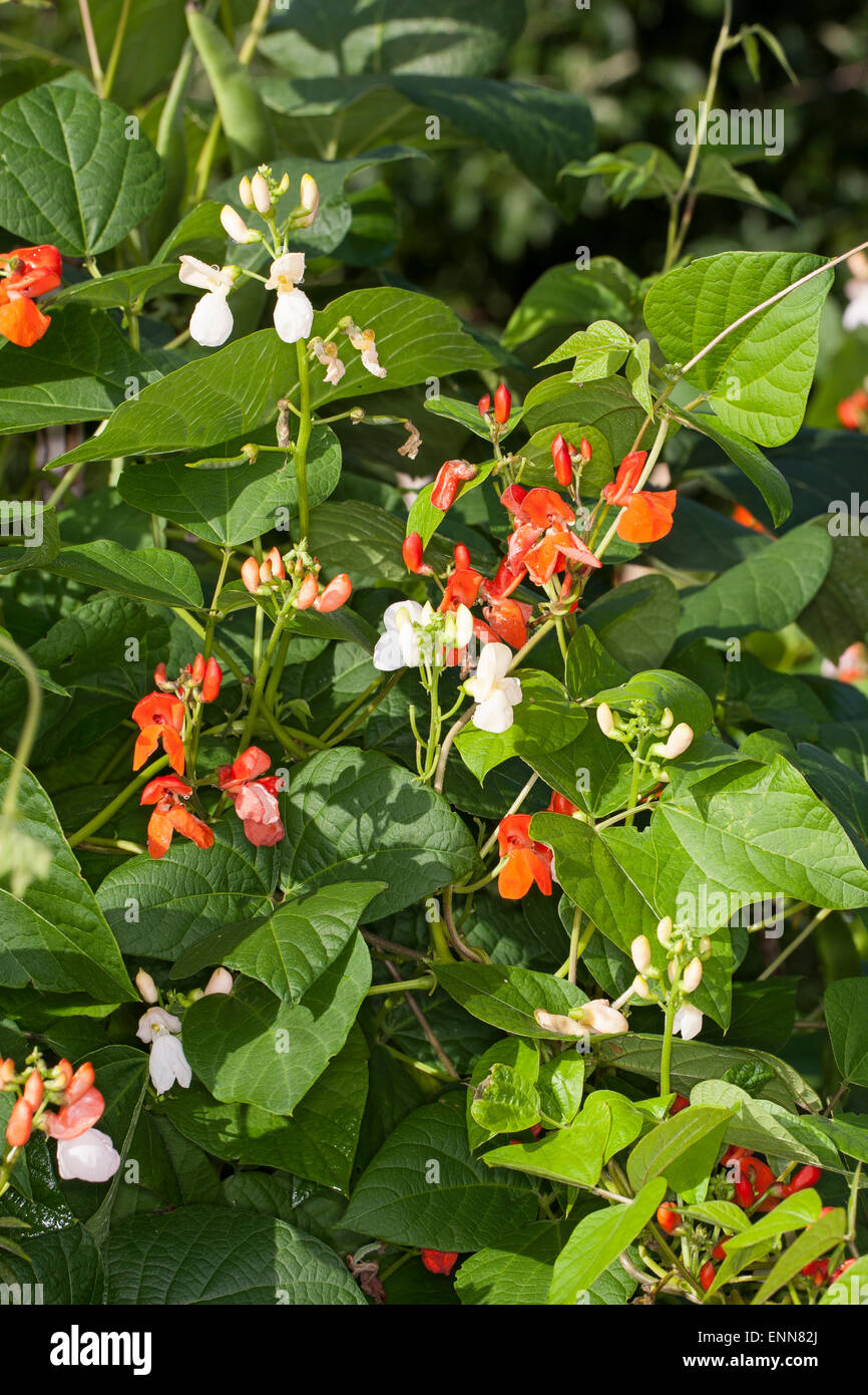 Scarlet Runner Bean, mehrblütig Bohne, Bohnen, Feuerbohne, Käferbohne, Feuer-Bohne, Bohne, Bohnen, Phaseolus Coccineus Stockfoto