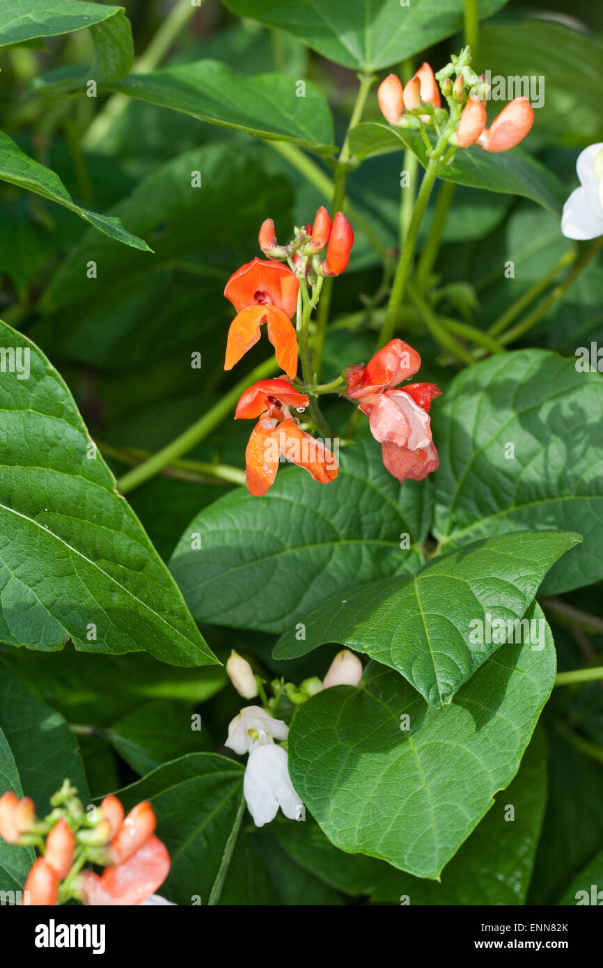 Scarlet Runner Bean, mehrblütig Bohne, Bohnen, Feuerbohne, Käferbohne, Feuer-Bohne, Bohne, Bohnen, Phaseolus Coccineus Stockfoto