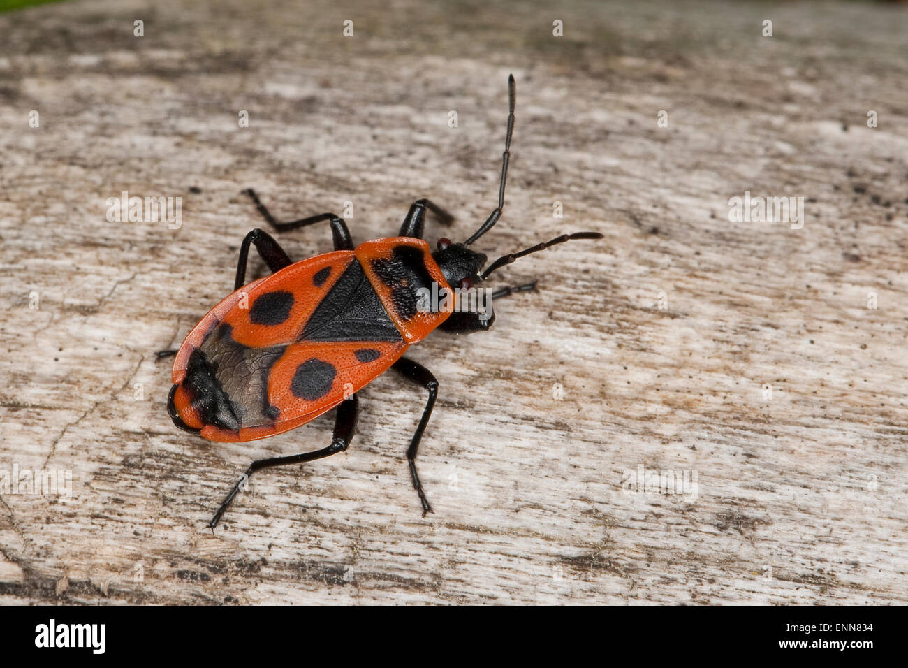 Firebug, Leuchtkäfer, Gemeine Feuerwanze, Feuer-Wanze, Feuerwanzen Pyrrhocoris Apterus, Le Gendarme, pyrrhocore Stockfoto