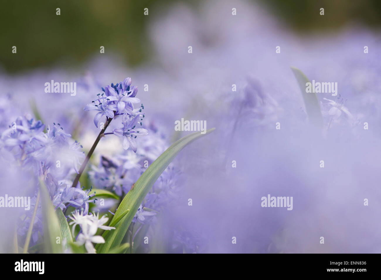 Scilla siberica. Sibirische blausterne in Evenley Holz Gärten, Evenley, Northamptonshire, England Stockfoto