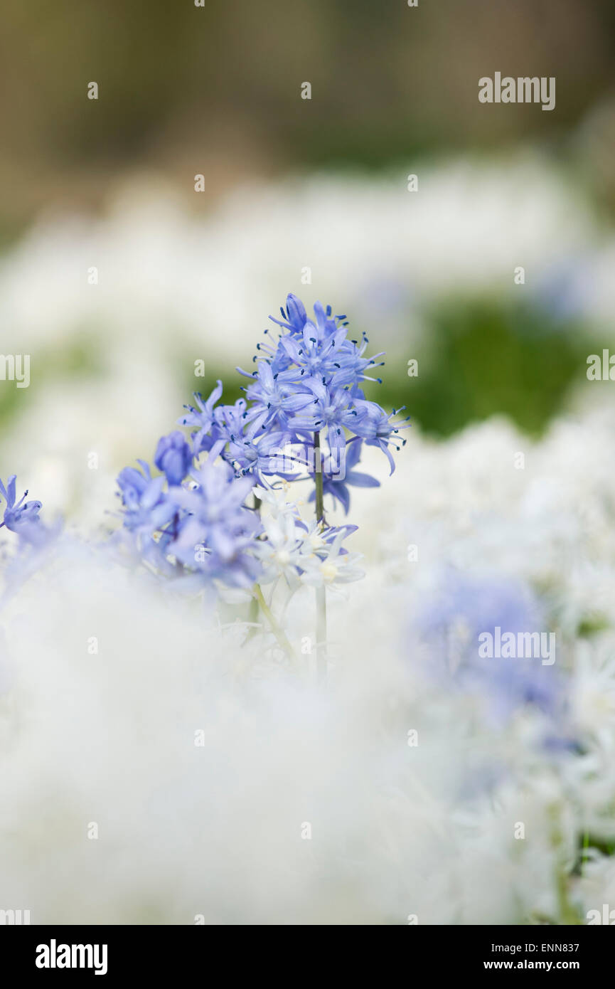 Scilla siberica. Sibirische blausterne in Evenley Holz Gärten, Evenley, Northamptonshire, England Stockfoto