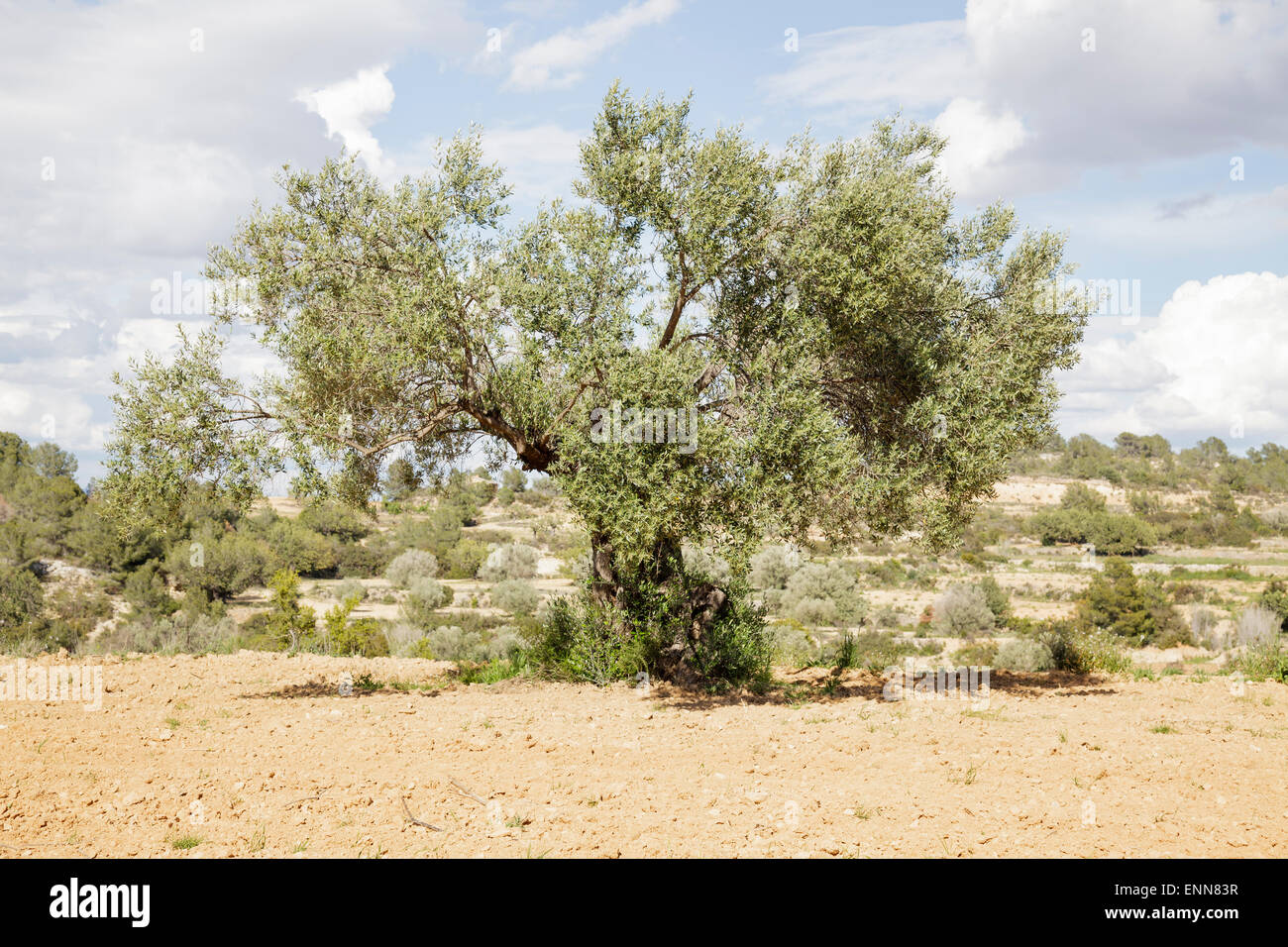 Olivenbaum (Olea Europaea) Stockfoto