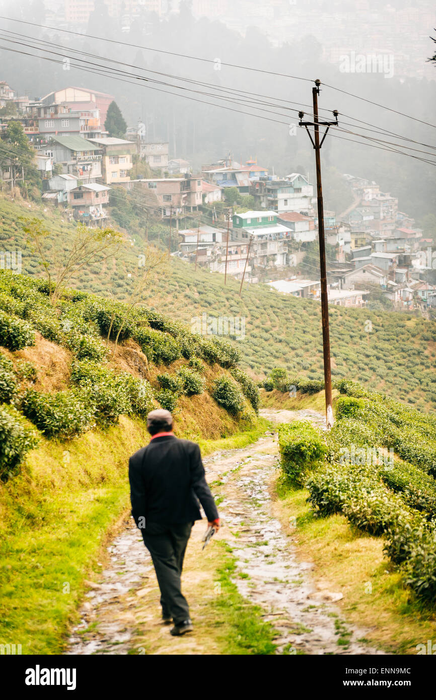 Happy Valley Teeplantage in Darjeeling. Stockfoto