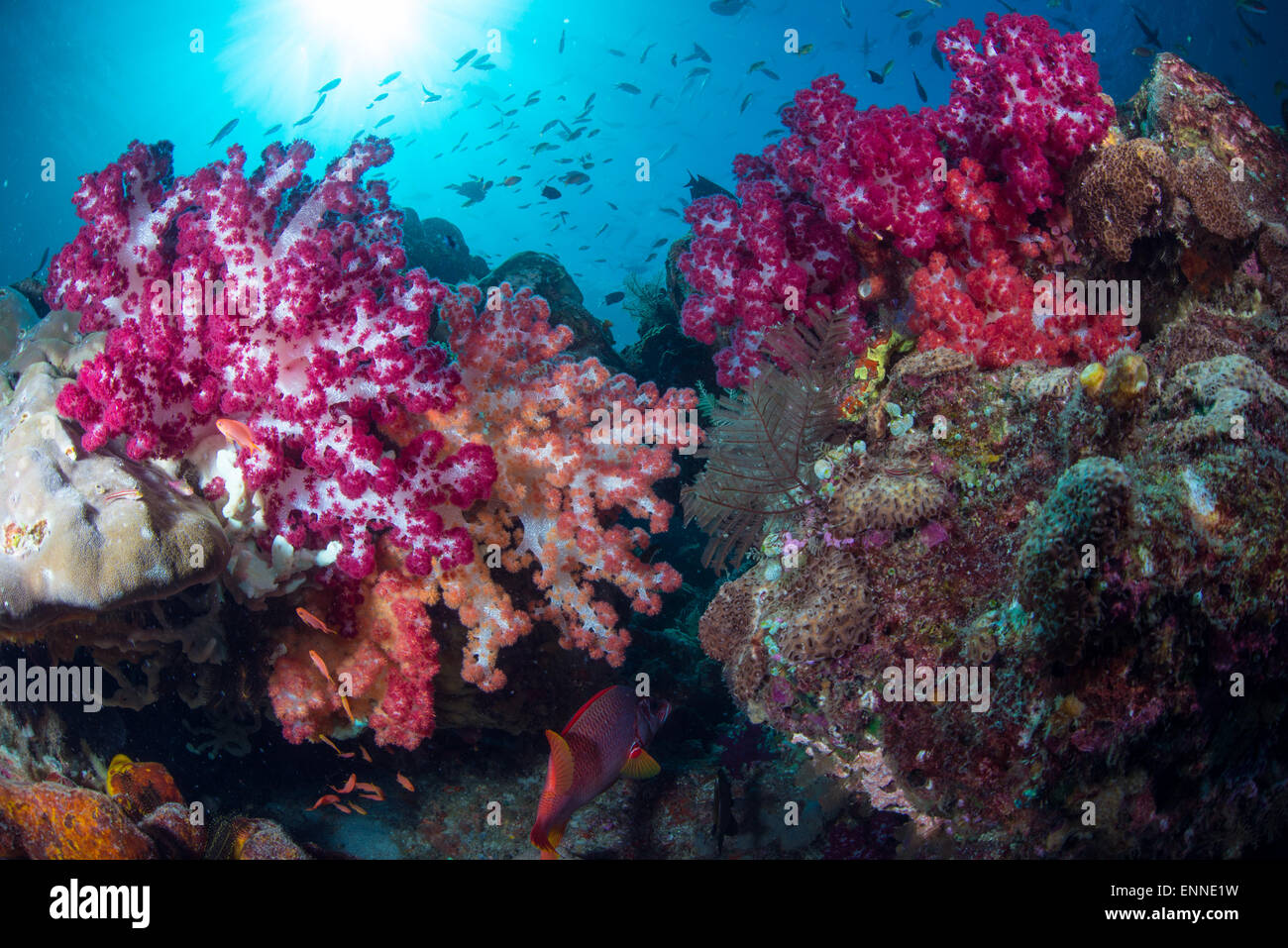 Raja Ampat Unterwasser Landschaft mit bunten Weichkorallen, klares Wasser und kleinen Korallenfischen Stockfoto