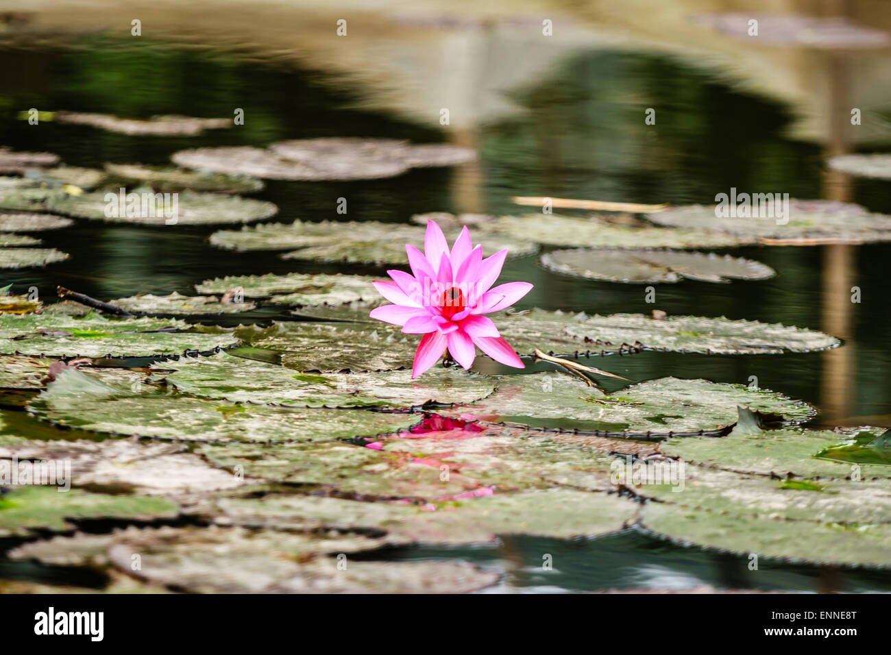 Lily Wasser im Teich in der Nähe von Hanoi, Vietnam Stockfoto