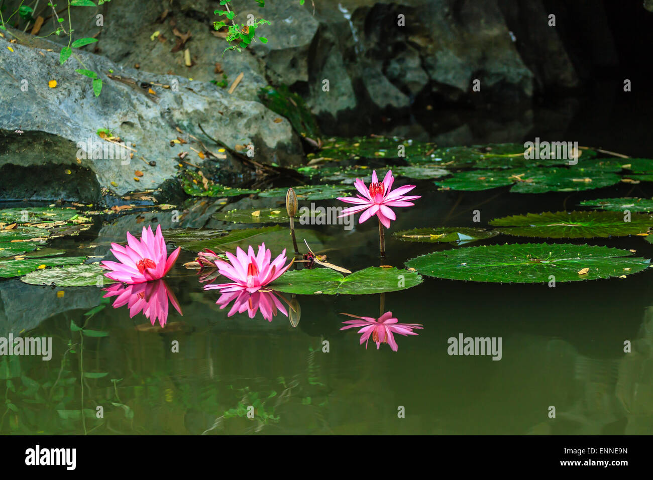 Lily Wasser im Teich in der Nähe von Hanoi, Vietnam Stockfoto