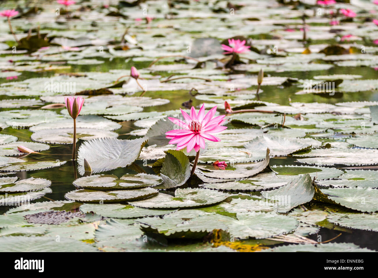 Lily Wasser im Teich in der Nähe von Hanoi, Vietnam Stockfoto