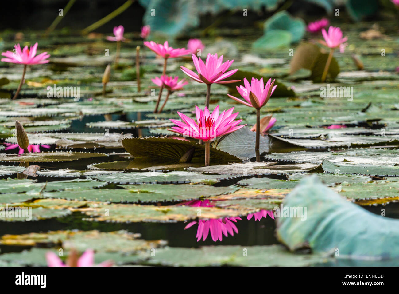 Lily Wasser im Teich in der Nähe von Hanoi, Vietnam Stockfoto