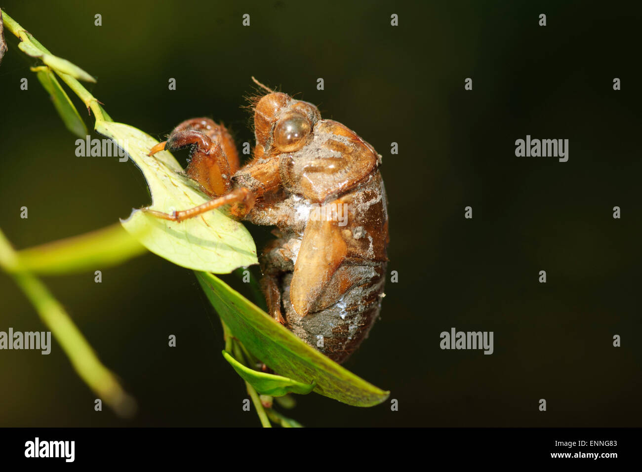 Zikade Exoskelett, Durras North, New-South.Wales, Australien Stockfoto