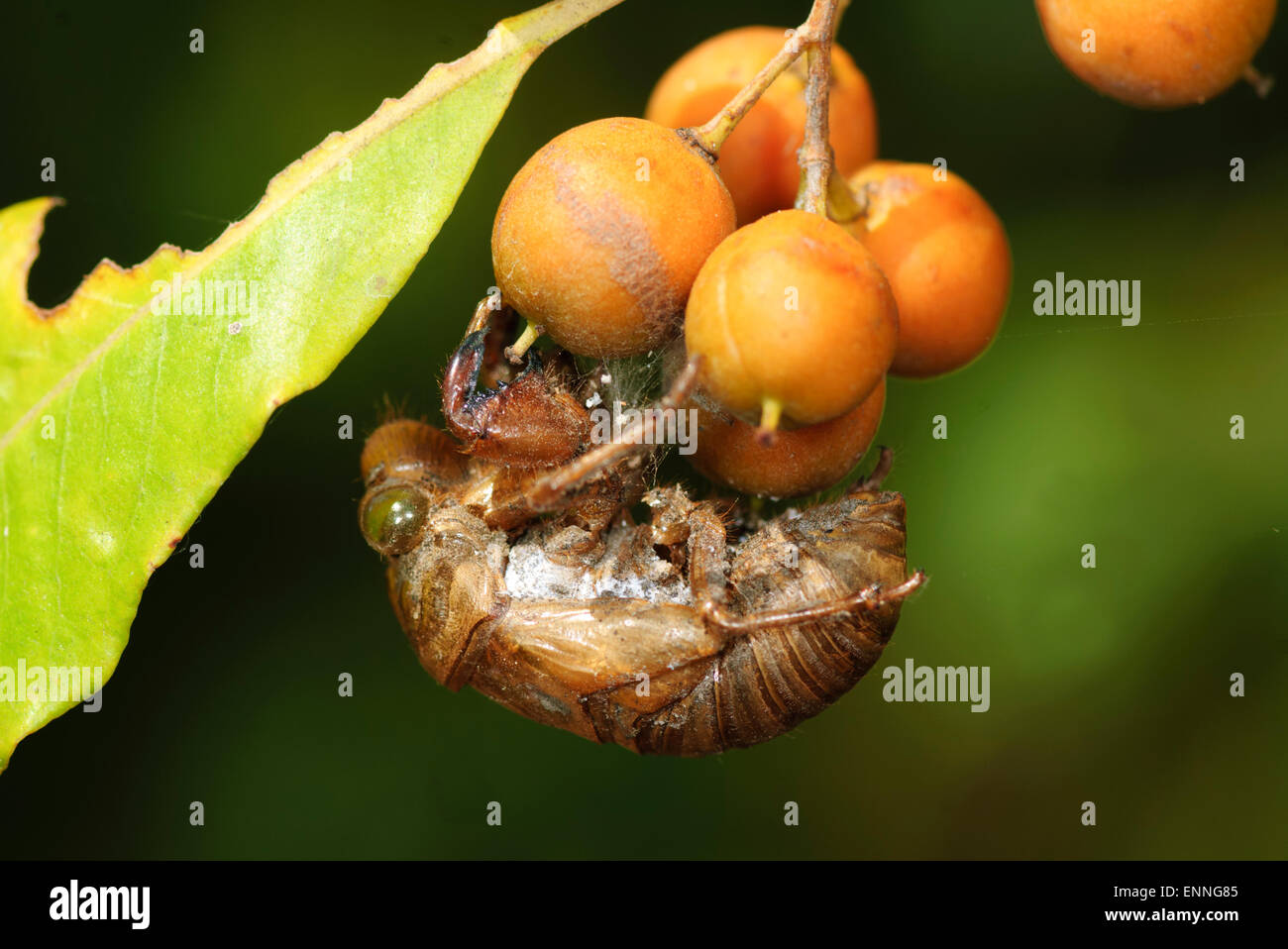 Zikade Exoskelett, Durras North, New-South.Wales, Australien Stockfoto