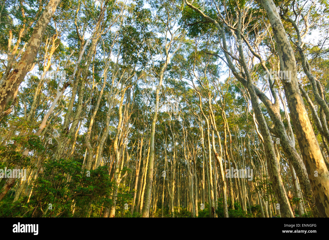 Spotted Gum Bäumen (Corymbia Maculata), Eurobodalla National Park, New-South.Wales, NSW, Australien Stockfoto