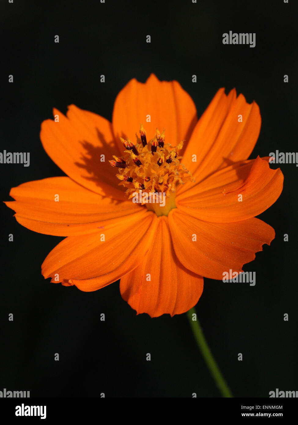 Orangefarbene Blume Stockfoto