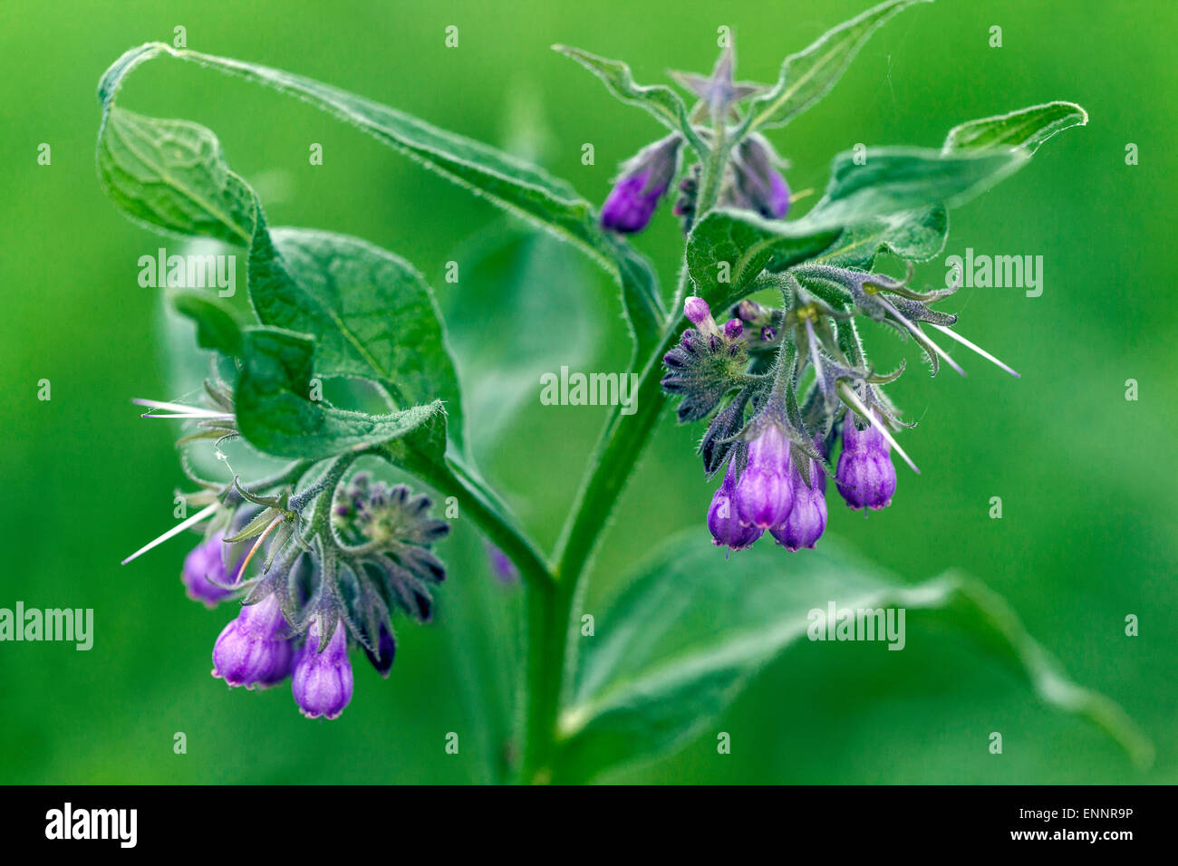 Gemeinsame Beinwell, Symphytum officinale, Stiel mit Blumen Stockfoto