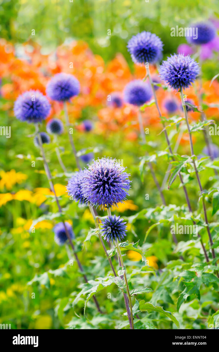 Globe Disteln im Sommergarten.  Botanischer Name ist Echinops ritro Stockfoto
