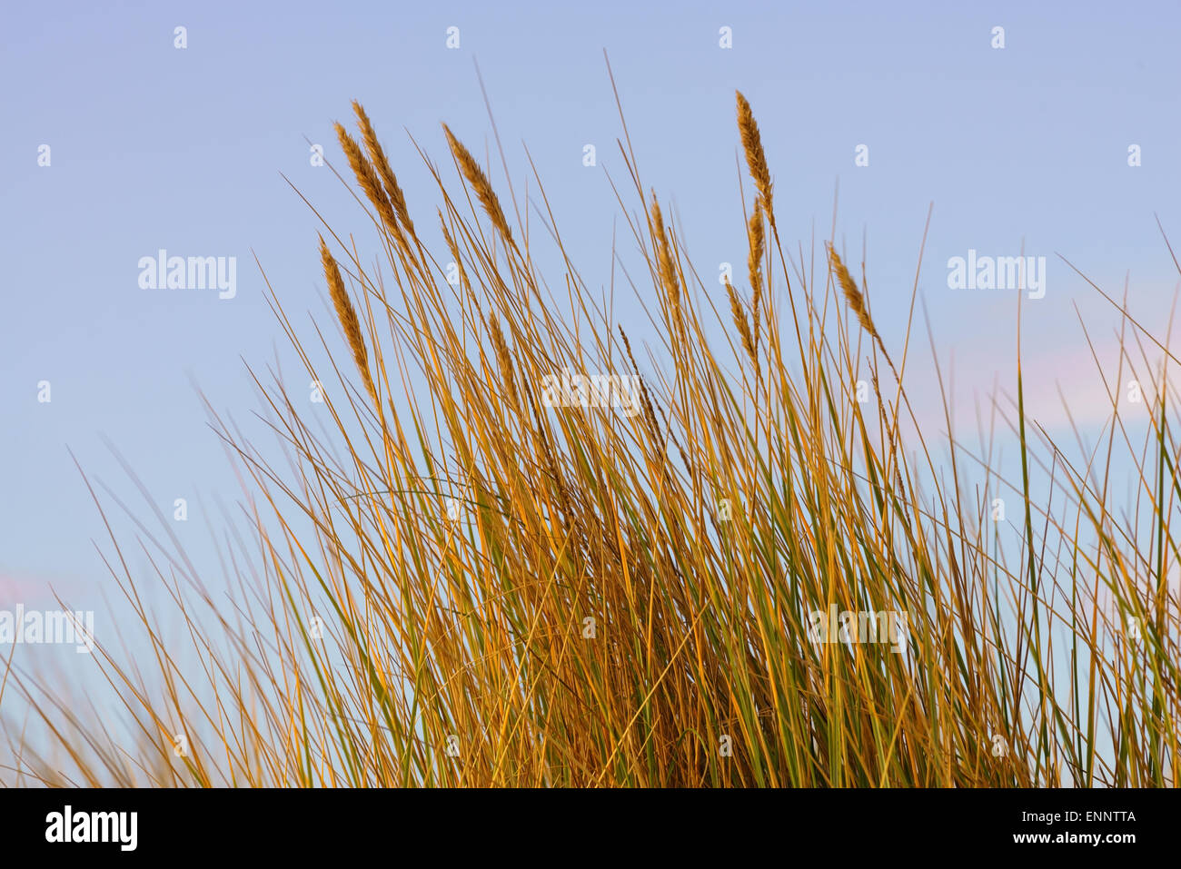 Dünengebieten Grass Samenköpfe auf Sanddünen in Schottland. Stockfoto