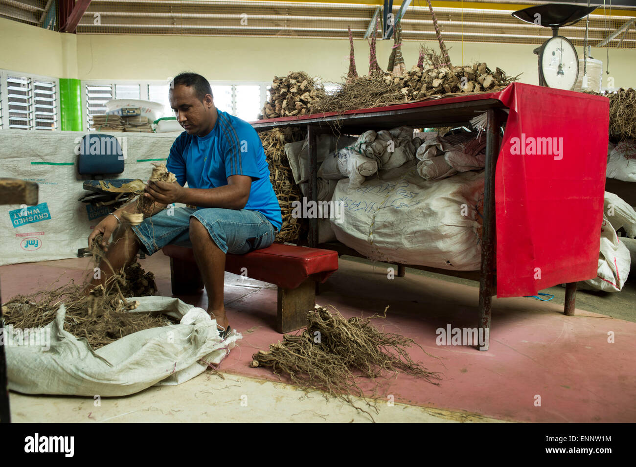 Kava-Verkäufer. Suva Obst und Vegatable Markt. Suva, Fidschi. Stockfoto