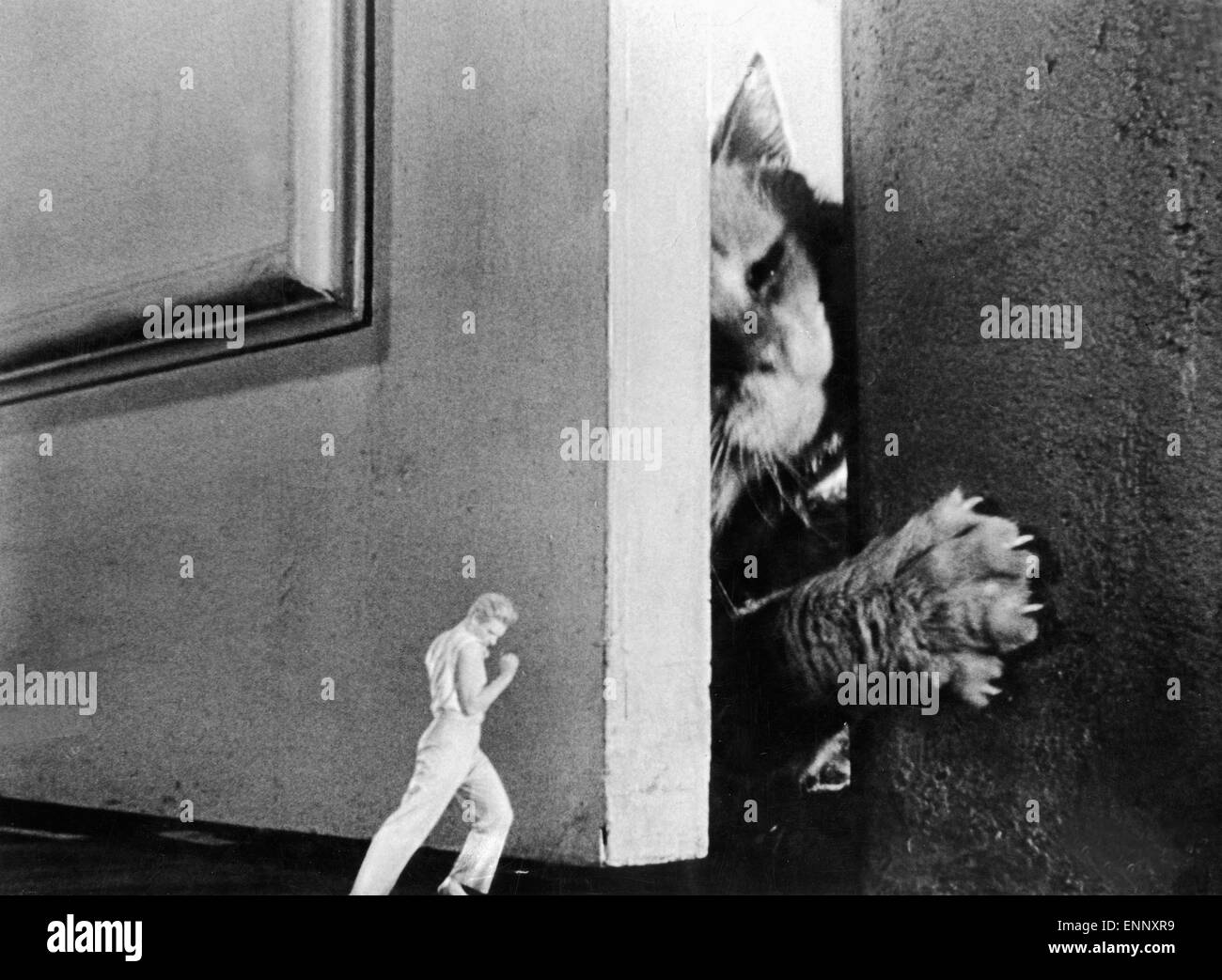The Incredible Shrinking Man, USA 1957, aka: Die Unglaubliche Geschichte des Mr. C, Regie: Jack Arnold, Monia: Grant Willia Stockfoto