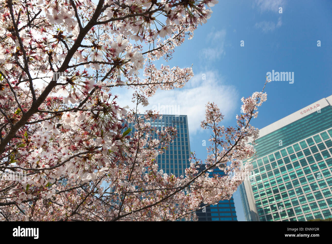 Nahaufnahme von einem Kirschbaum im Hamarikyu Gärten mit Shiodome Viertel Wolkenkratzern im Hintergrund Stockfoto