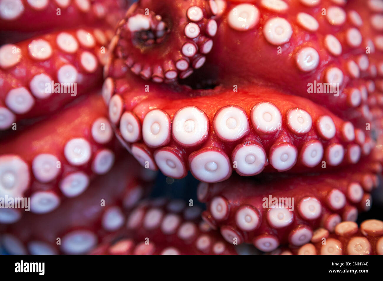Detail der Octopus Tentacle zum Verkauf am Tsukiji-Fischmarkt, der weltweit größten Großhandel Fischmarkt, Tokyo, Japan Stockfoto