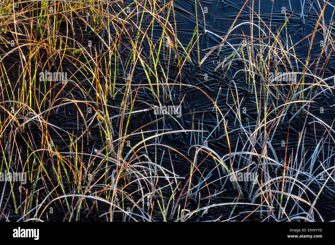 Gräser, gefangen im Eis auf Thursley, Surrey Stockfoto