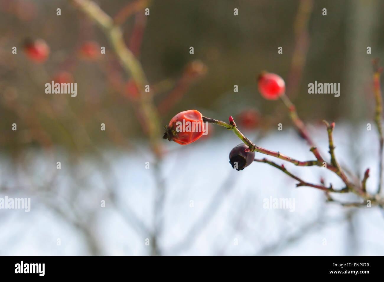 Schöne Reife Hagebutten in eine Schneelandschaft. Stockfoto