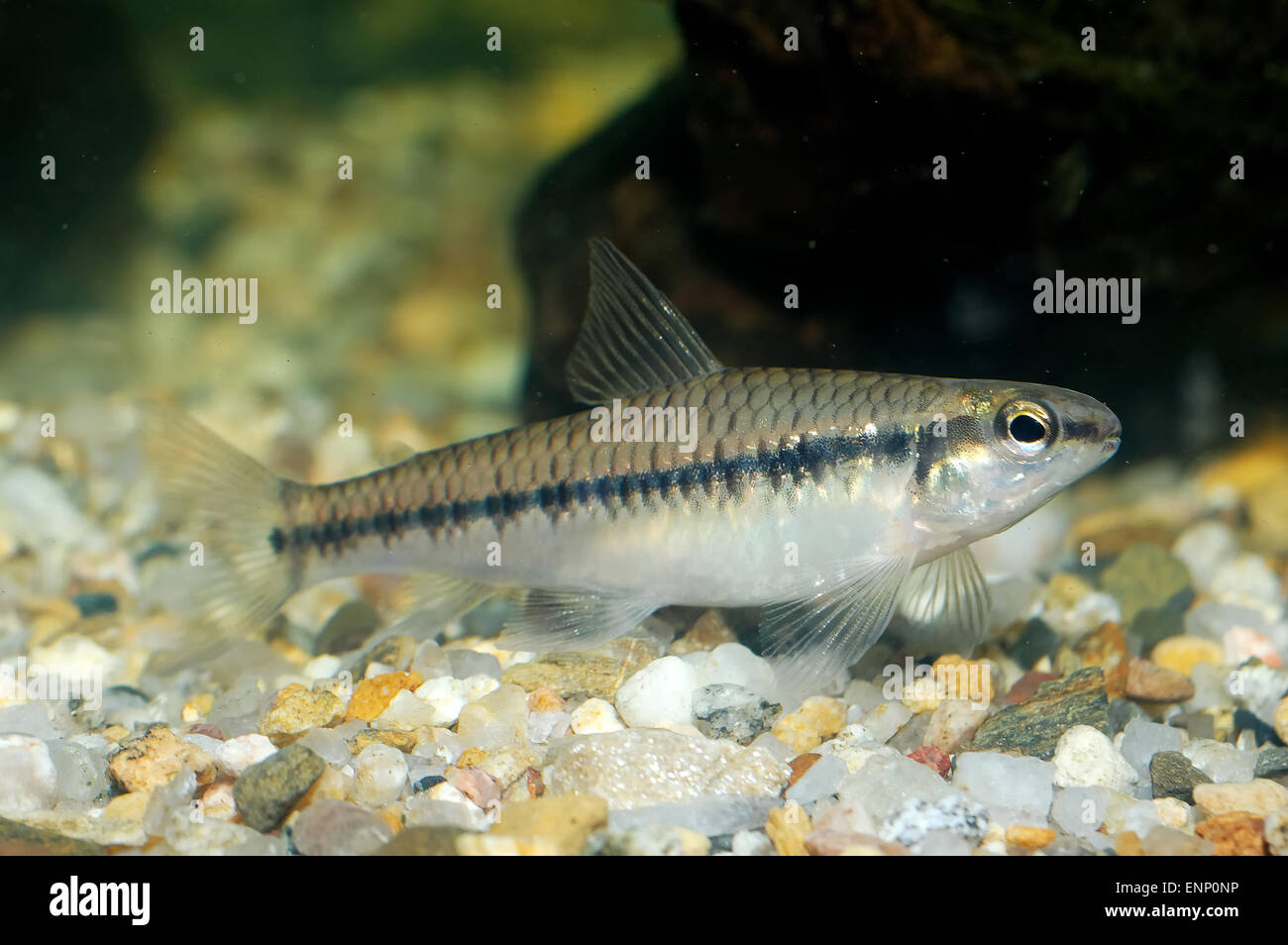 Schöne Characid Aquarium Fisch auf dem Boden. Stockfoto