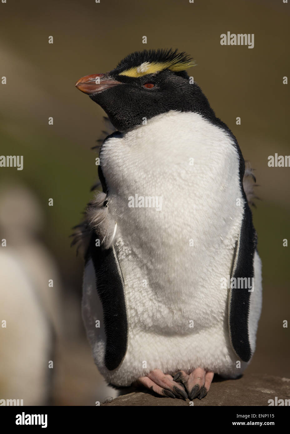 Häutung juvenile Southern Rockhopper penguin Stockfoto