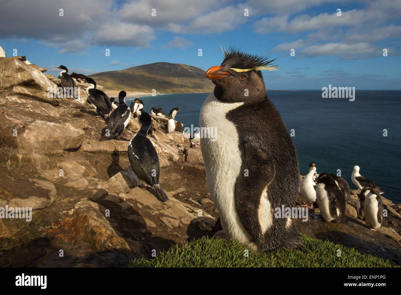 Erwachsenen Southern Rockhopper Penguin Eudyptes Chrysocome in der Kolonie Falkland-Inseln Stockfoto