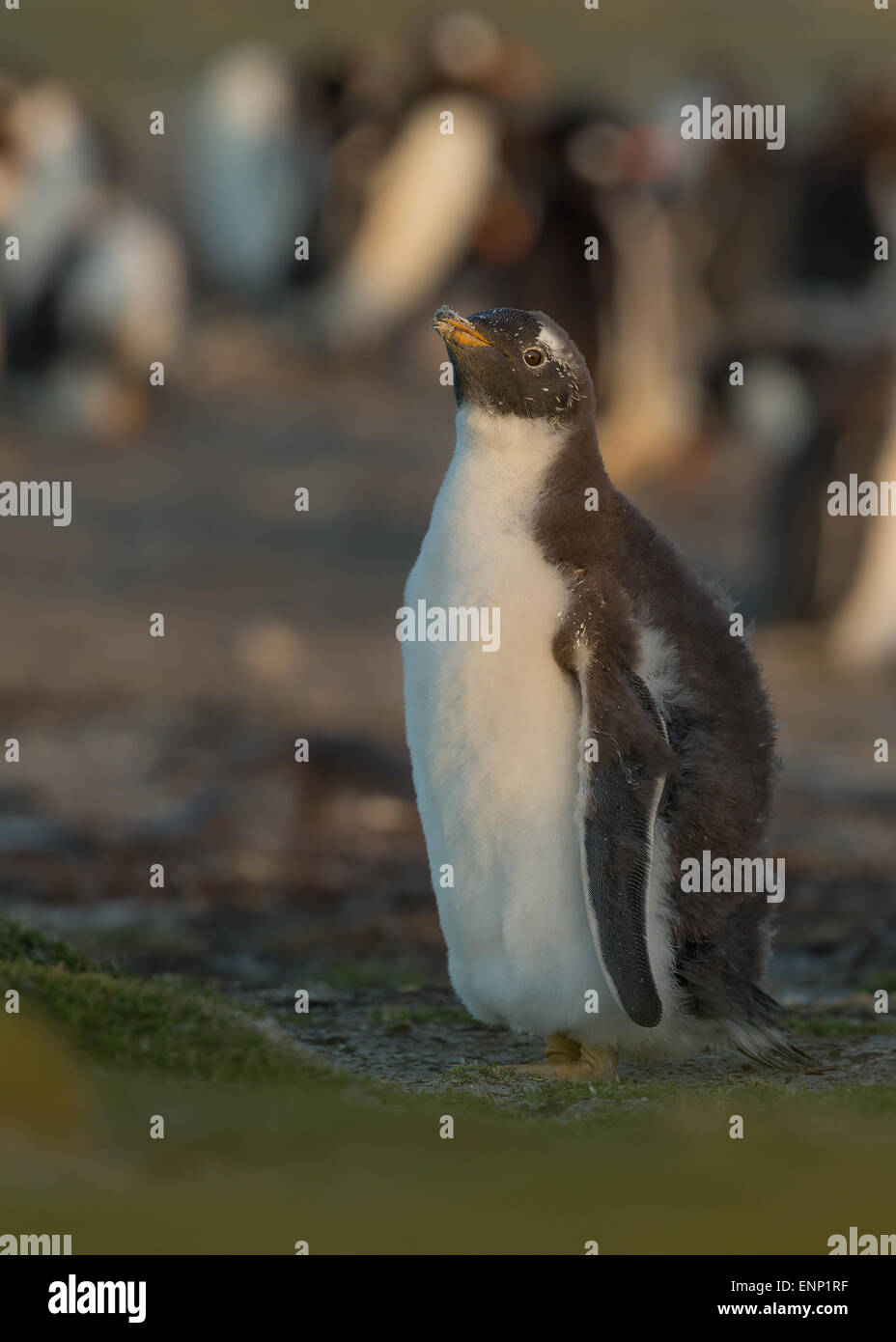Juvenile Gentoo Penguin Mauser Stockfoto