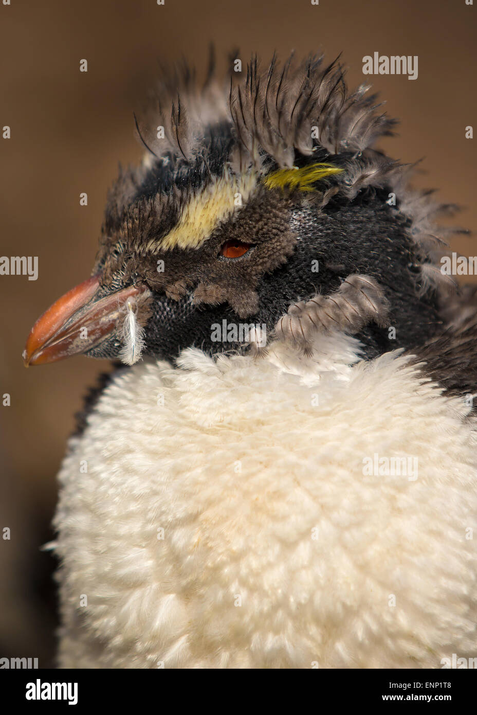 Nahaufnahme der Häutung (Mauser) Southern Rockhopper penguin Stockfoto