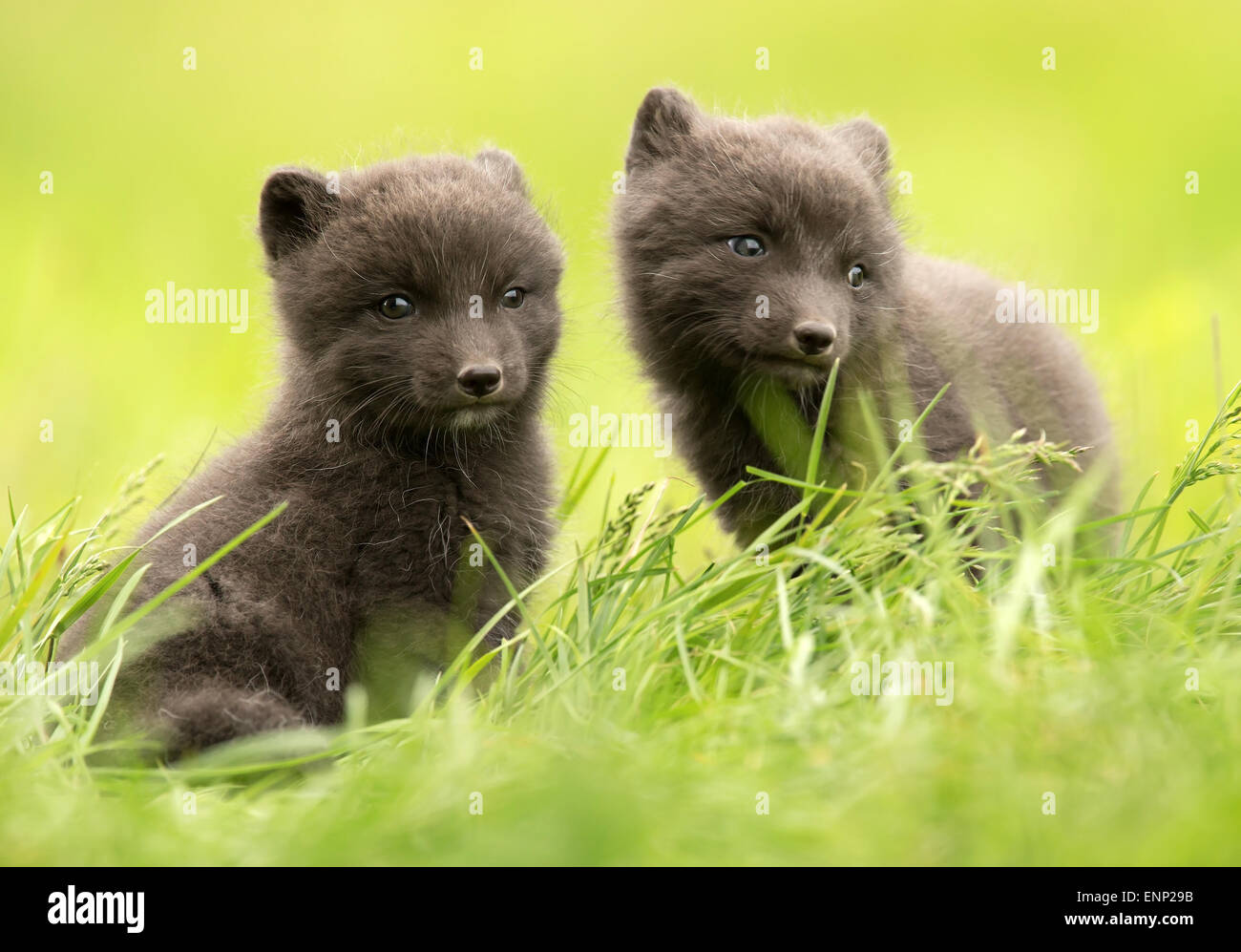 Zwei Arctic Fox Cubs in der Wiese, Island Stockfoto