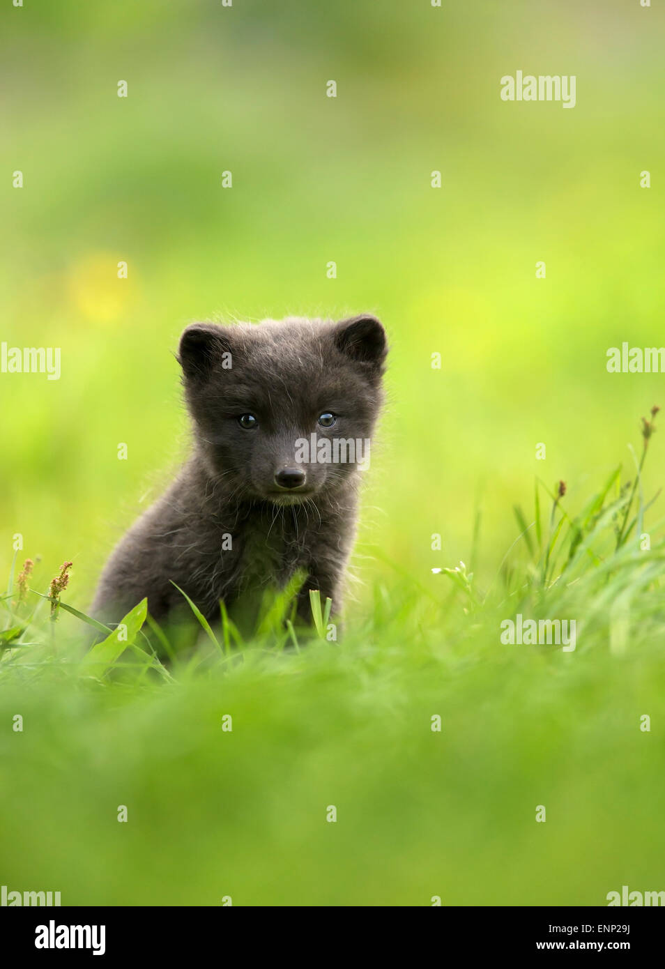 Polarfuchs Cub auf der Wiese, im Sommer in Island Stockfoto