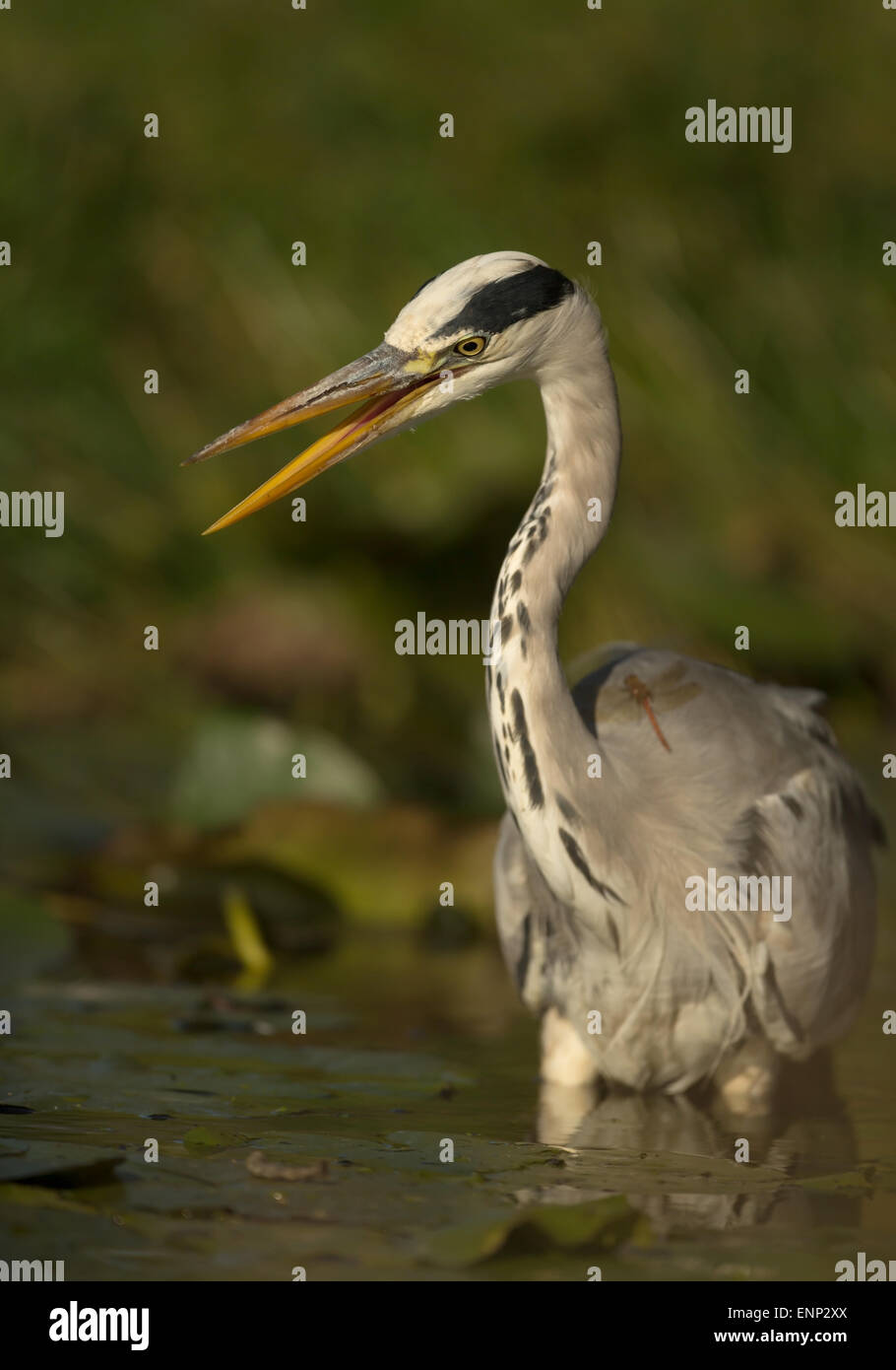 Graureiher Ardea Cinerea ruft in den Teich, UK Stockfoto