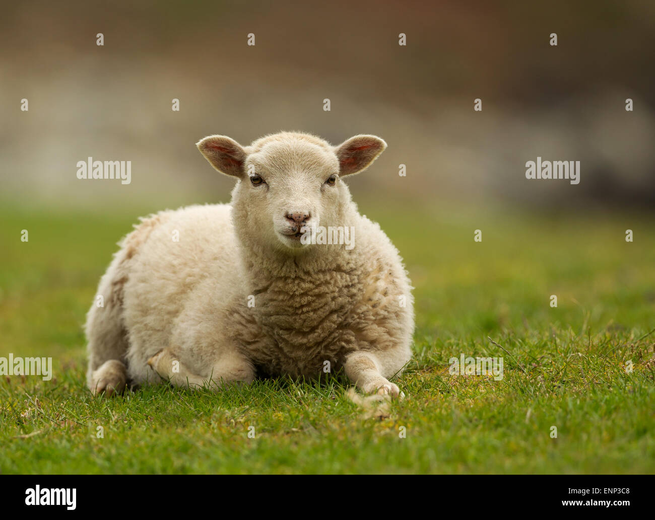Verlegung auf dem Rasen, Shetland Lamm Stockfoto