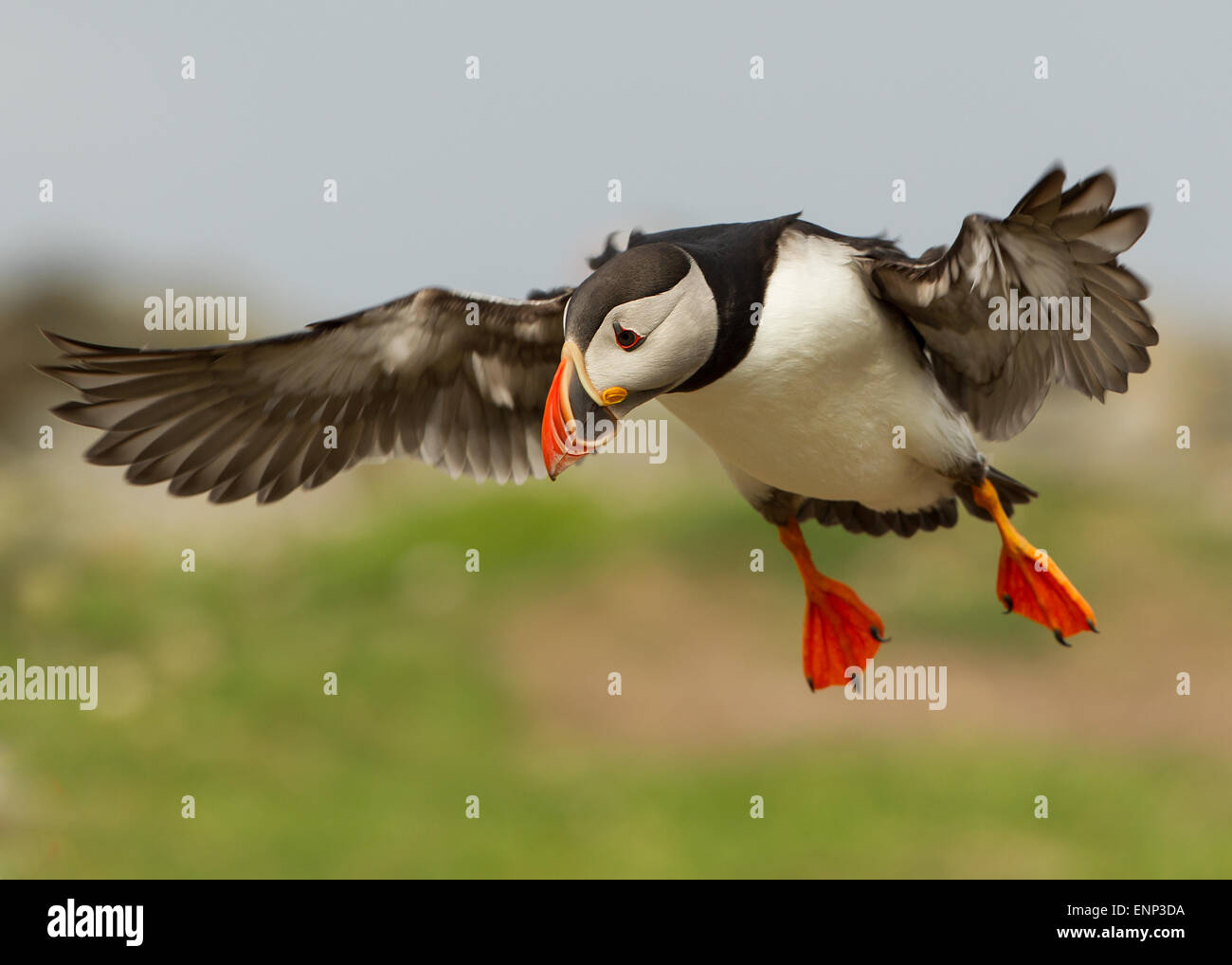 Papageitaucher im Flug, Shetland-Inseln Stockfoto