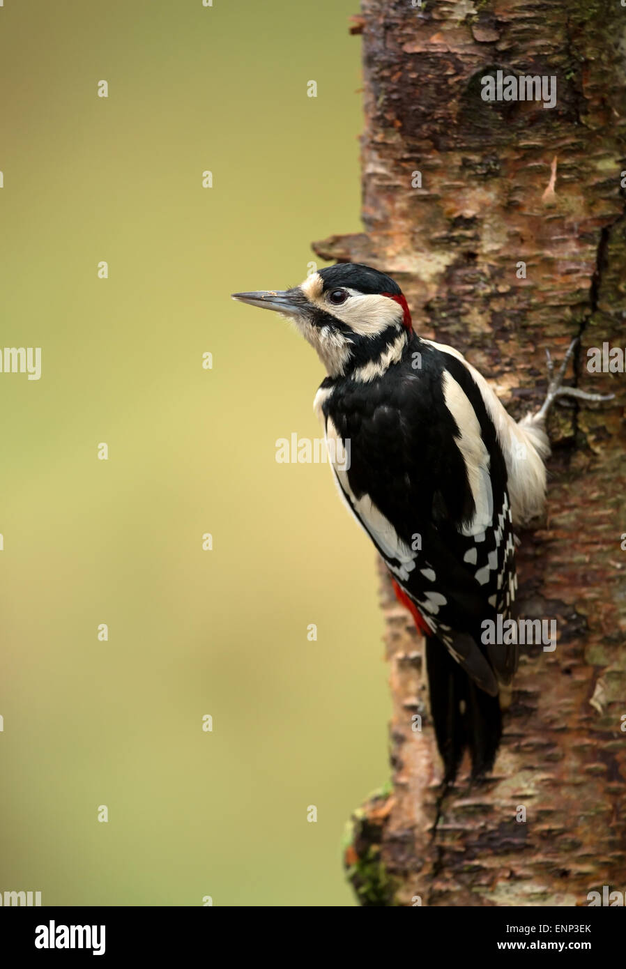 Männliche Great Spotted Woodpecker Dendrocopos major klammerte sich an einem Baumstamm Stockfoto