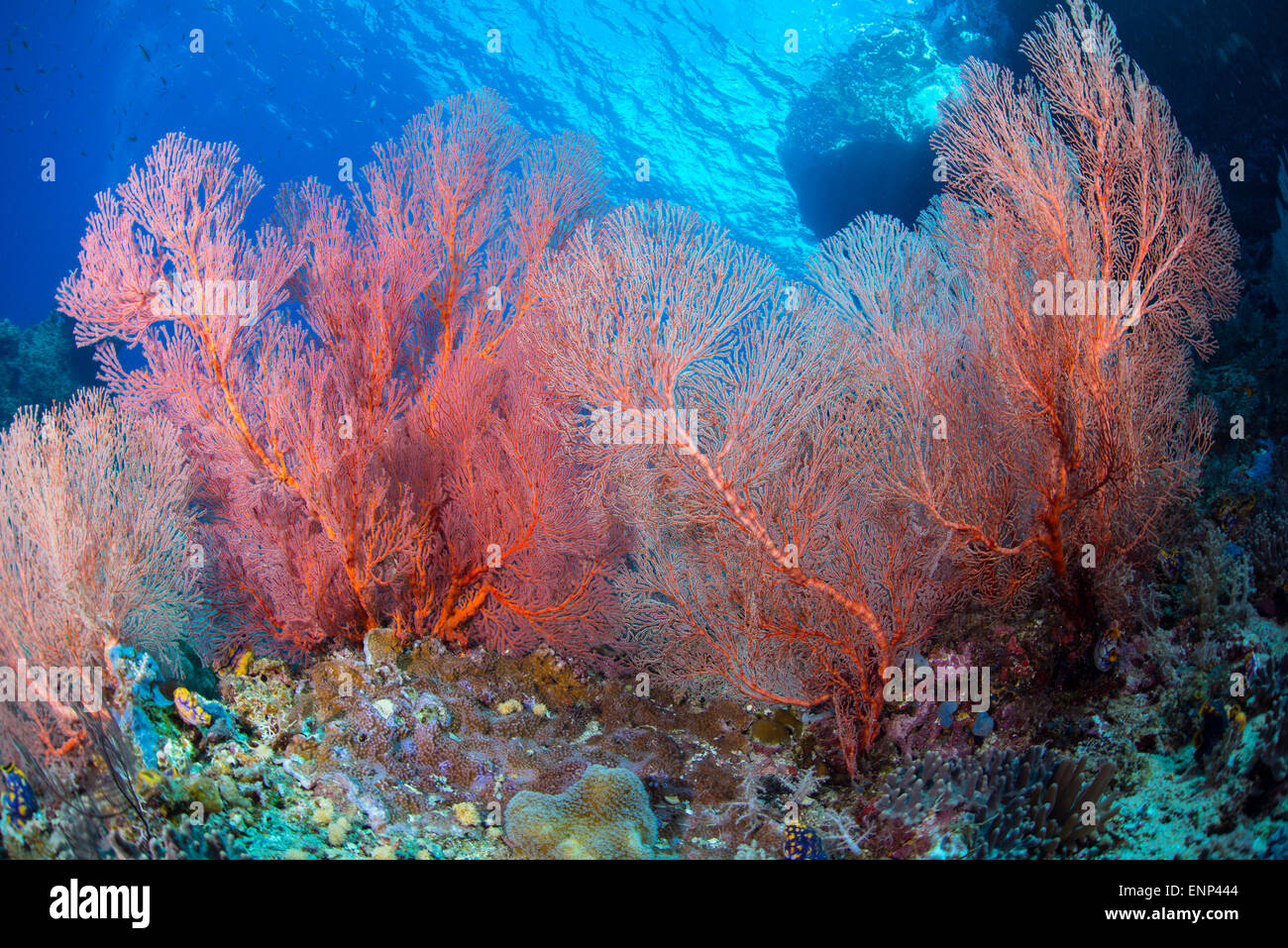 Unterwasser-Korallen-Szene mit bunten Korallen und kleine Fische vieler Arten genommen in Raja Ampat, Indonesien Stockfoto