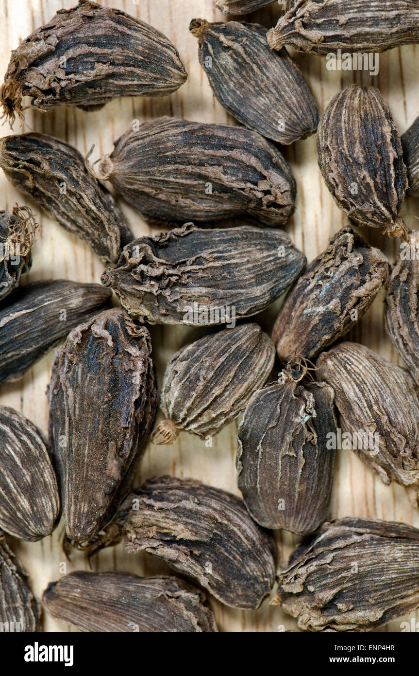 Nahaufnahme von schwarze Kardamomkapseln Stockfoto