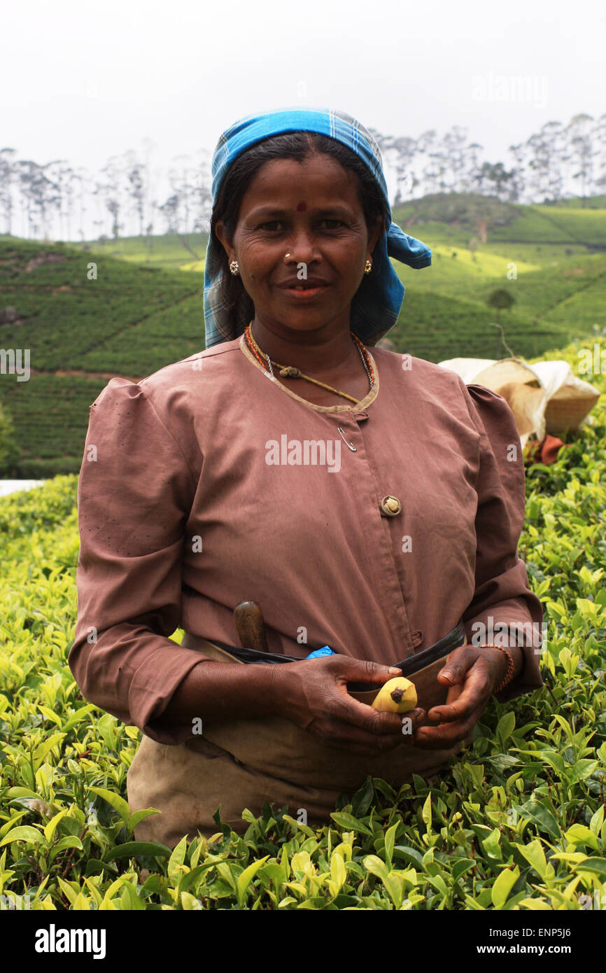 Frauen Ernte Kaffee in der Nähe von Dambatenne Tea Factory, Sri Lanka Stockfoto