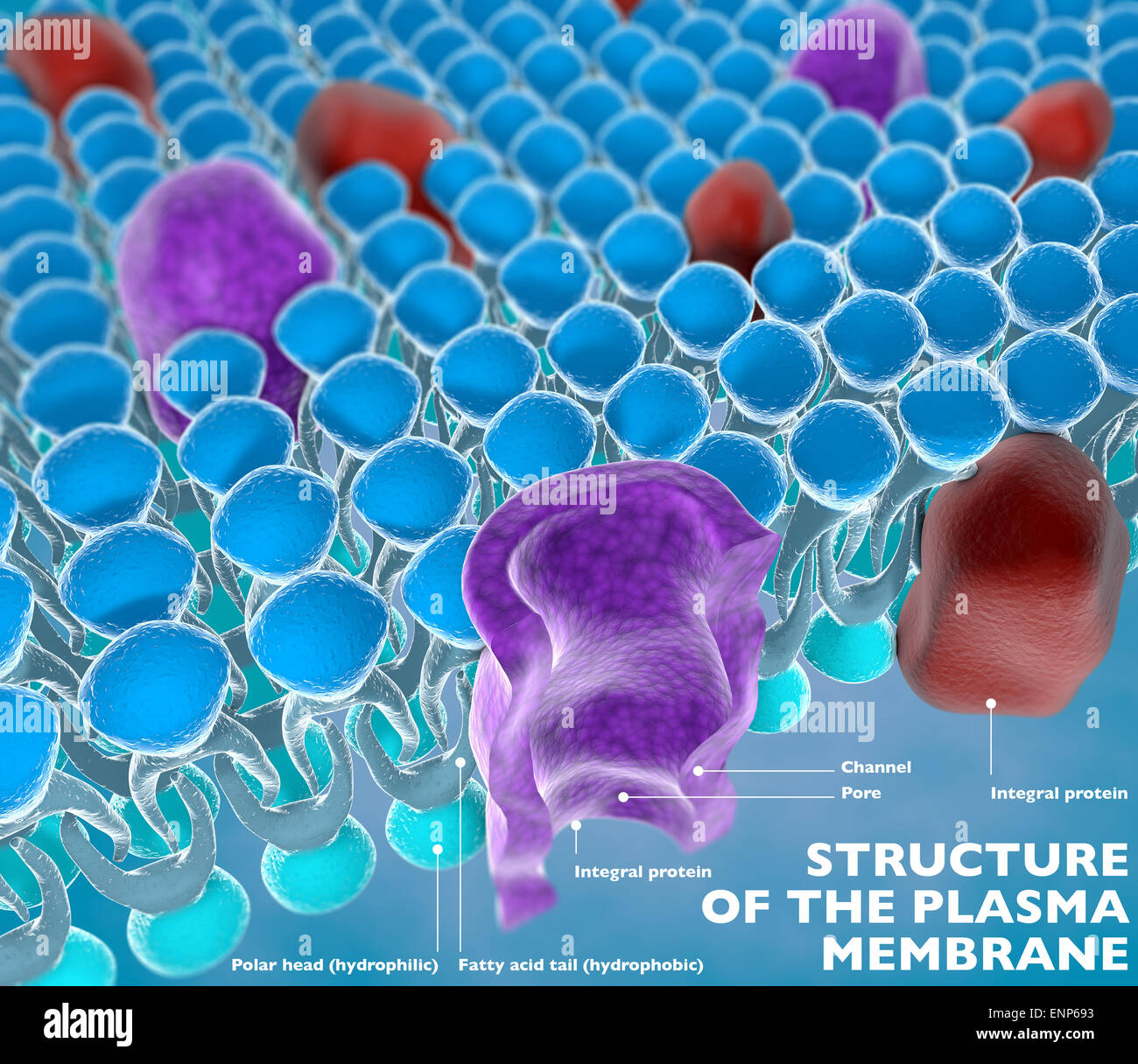 Struktur der Plasmamembran einer Zelle Stockfoto