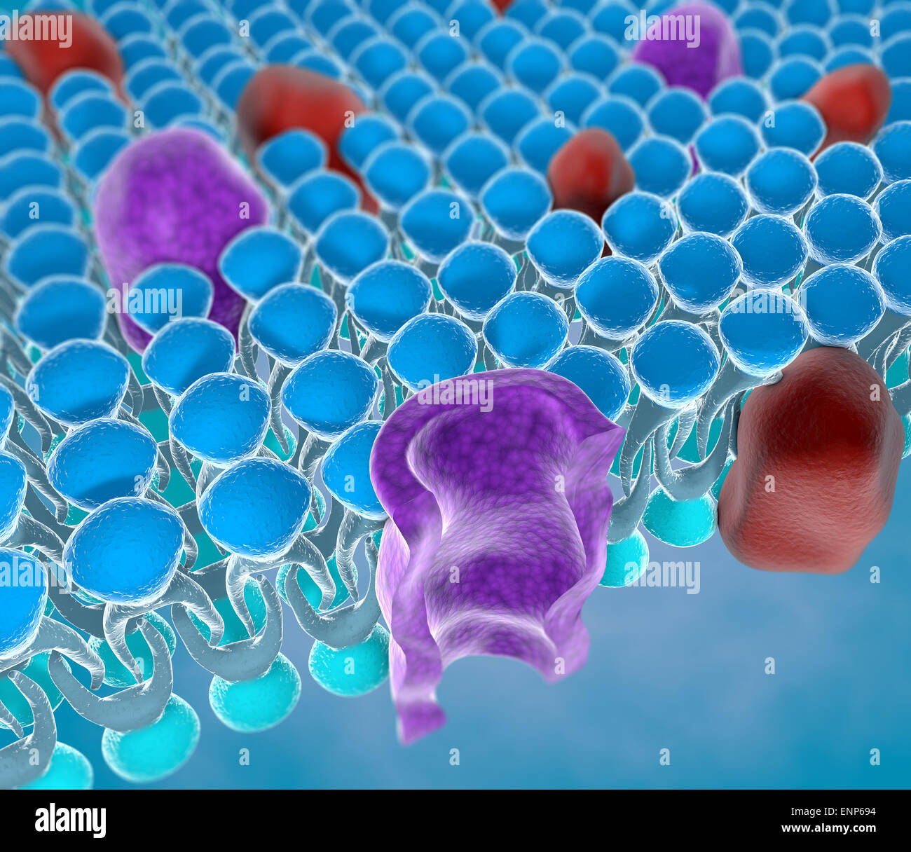 Struktur der Plasmamembran einer Zelle Stockfoto