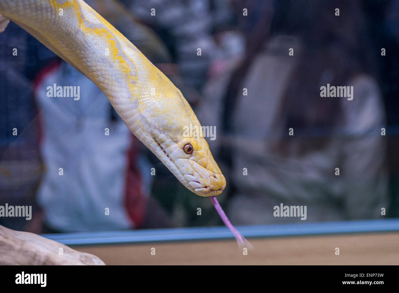 London, UK. 9. Mai 2015. Besucher betrachten ein gelben Albino-Python als Tier und pet-Liebhaber-Herde auf der London Pet Show, Hunderte von verschiedenen Tieren, Displays und Demonstrationen zu sehen. Bildnachweis: Stephen Chung / Alamy Live News Stockfoto