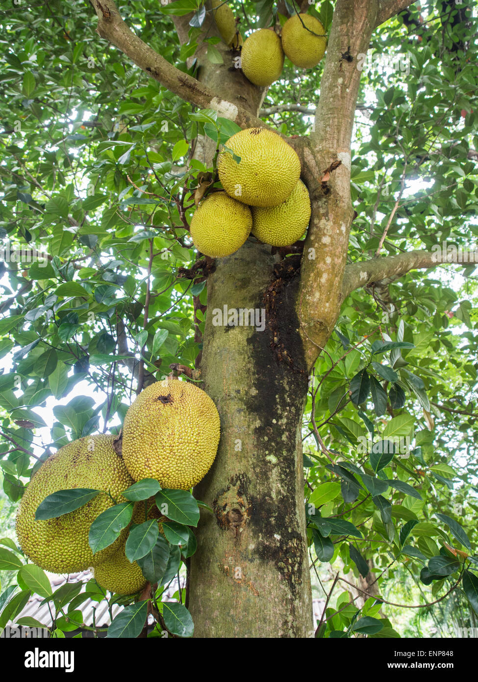 Jackfruit Baum Stockfoto