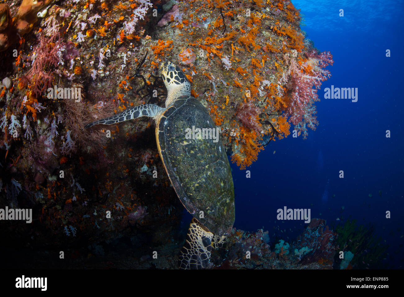 Raja Ampat, Misool Bereich. Eine echte Karettschildkröte sieht für die Fütterung von bunten Korallen Stockfoto
