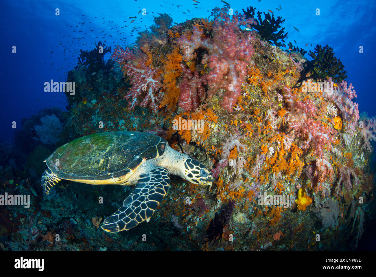 Raja Ampat, Misool Bereich. Eine echte Karettschildkröte sieht für die Fütterung von bunten Korallen Stockfoto