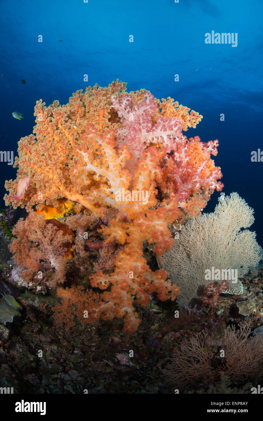 Raja Ampat Unterwasser Landschaft mit bunten Weichkorallen, klares Wasser und kleinen Korallenfischen Stockfoto