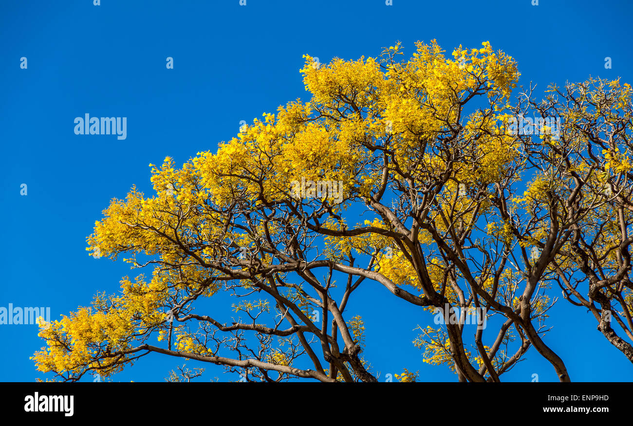 Ein schöner Tabebuia Baum in voller Blüte zeigt seine gelben Blüten vor blauem Himmel lebendig. Stockfoto